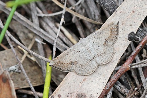 Taxeotis intextata Moth (Taxeotis intextata)